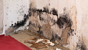 mold inspection services