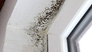 mold remediation services